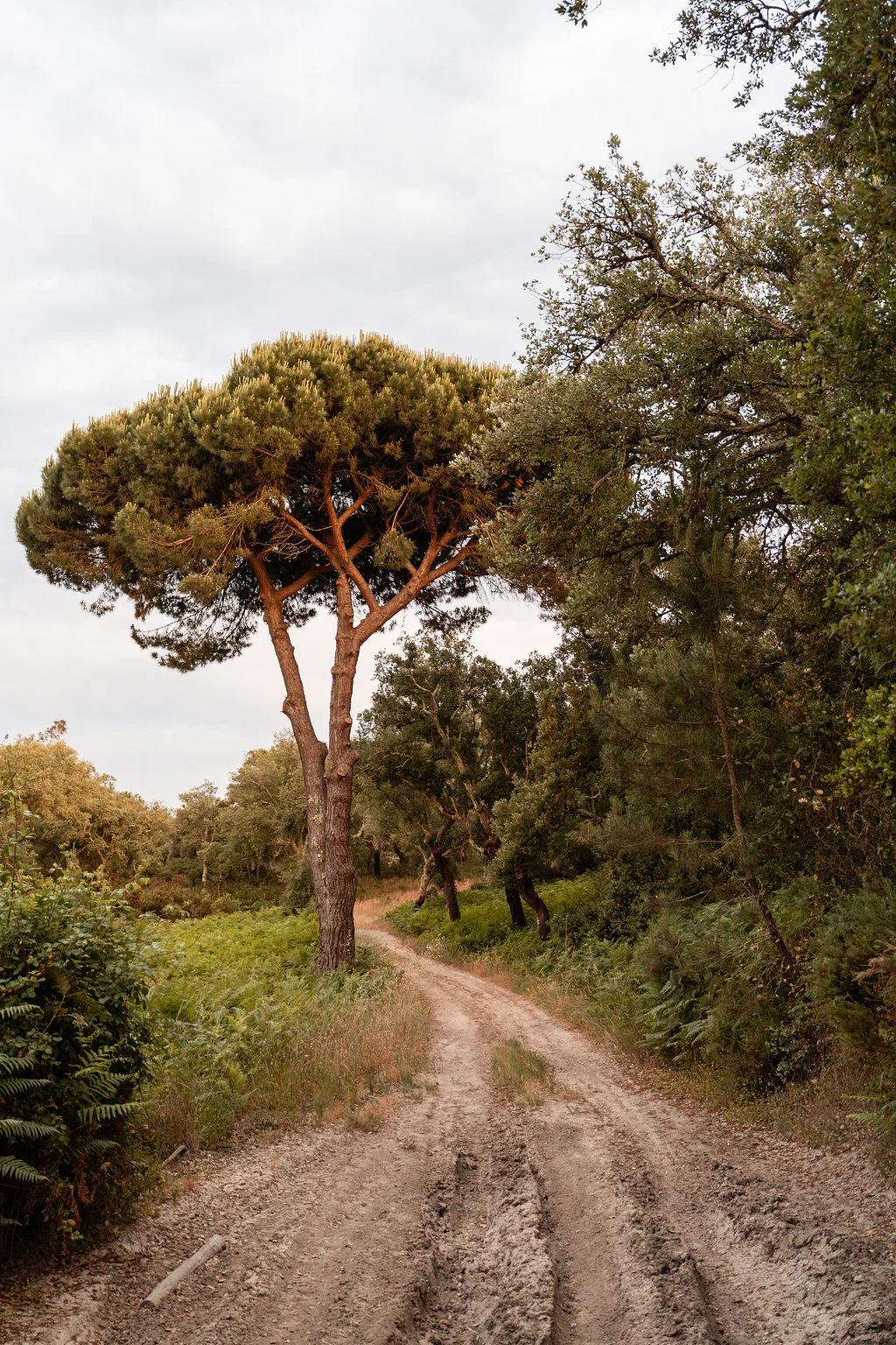 The estate, image 3
